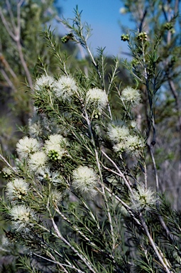 APII jpeg image of Melaleuca rhaphiophylla  © contact APII