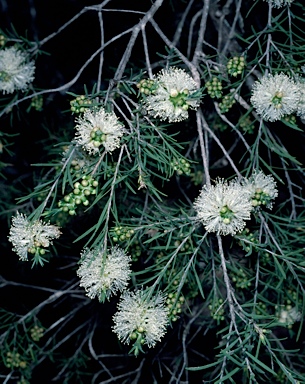 APII jpeg image of Melaleuca rhaphiophylla  © contact APII