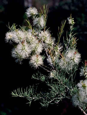 APII jpeg image of Melaleuca rhaphiophylla  © contact APII