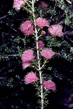 APII jpeg image of Melaleuca ryeae  © contact APII