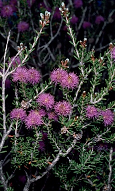 APII jpeg image of Melaleuca societatis  © contact APII