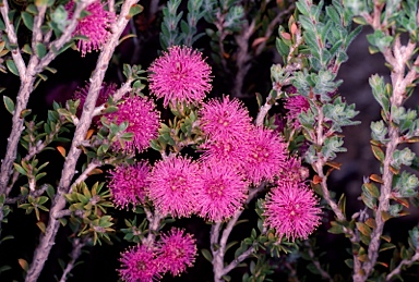 APII jpeg image of Melaleuca spathulata  © contact APII