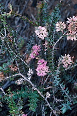 APII jpeg image of Melaleuca spicigera  © contact APII