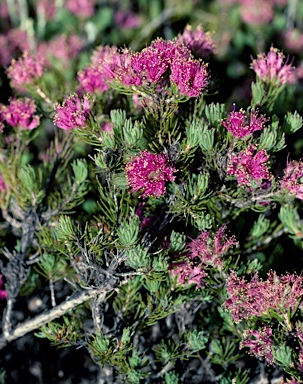 APII jpeg image of Melaleuca trichophylla  © contact APII