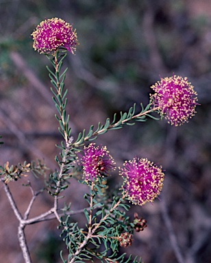 APII jpeg image of Melaleuca thapsina  © contact APII