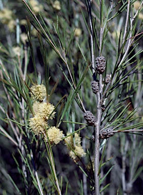 APII jpeg image of Melaleuca uncinata  © contact APII