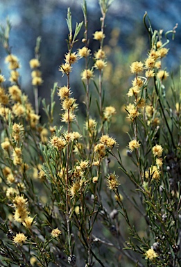 APII jpeg image of Melaleuca stereophloia  © contact APII