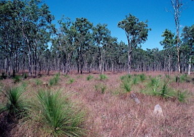 APII jpeg image of Melaleuca viridiflora  © contact APII