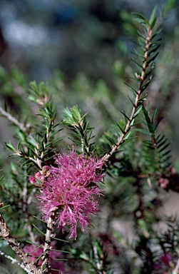 APII jpeg image of Melaleuca wilsonii  © contact APII