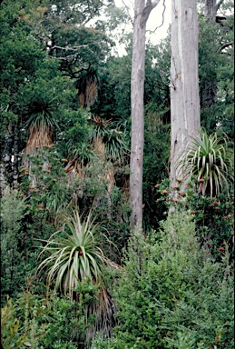 APII jpeg image of Richea pandanifolia  © contact APII