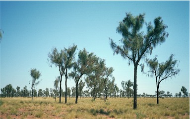 APII jpeg image of Allocasuarina decaisneana  © contact APII