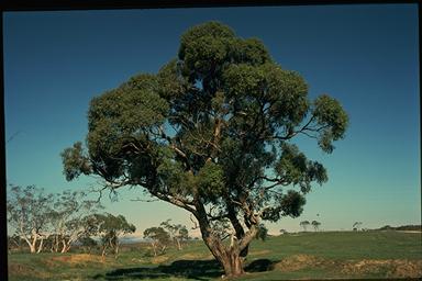 APII jpeg image of Eucalyptus aggregata  © contact APII