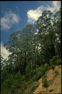 APII jpeg image of Eucalyptus badjensis  © contact APII