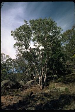 APII jpeg image of Eucalyptus bancroftii  © contact APII