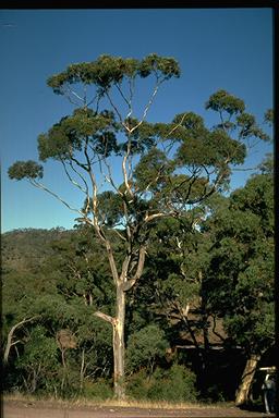 APII jpeg image of Eucalyptus cladocalyx  © contact APII