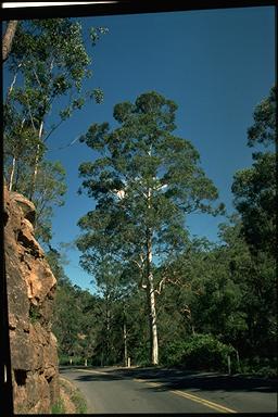 APII jpeg image of Eucalyptus deanei  © contact APII