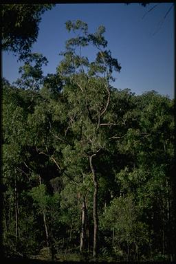 APII jpeg image of Eucalyptus paniculata  © contact APII