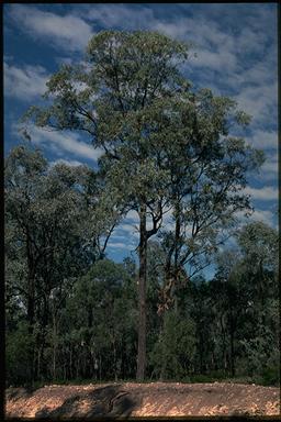 APII jpeg image of Eucalyptus fibrosa subsp. nubila  © contact APII