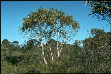 APII jpeg image of Eucalyptus gregsoniana  © contact APII