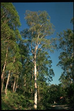 APII jpeg image of Eucalyptus largeana  © contact APII