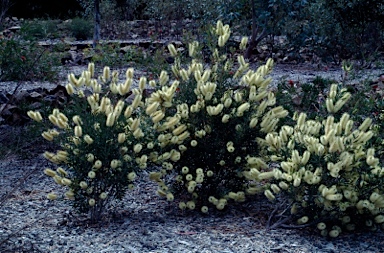 APII jpeg image of Callistemon citrinus  © contact APII