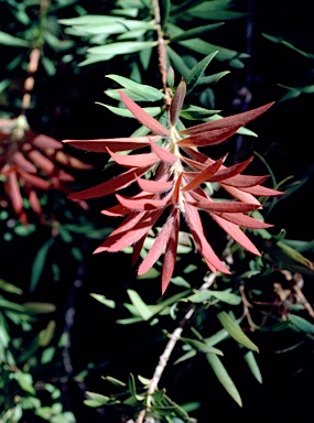 APII jpeg image of Callistemon montanus  © contact APII