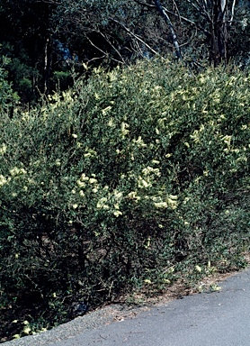 APII jpeg image of Callistemon pallidus  © contact APII