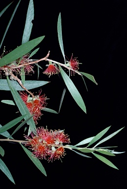 APII jpeg image of Callistemon pauciflorus  © contact APII