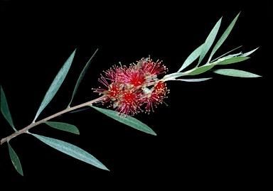 APII jpeg image of Callistemon pauciflorus  © contact APII