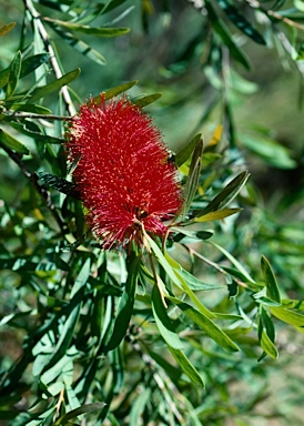 APII jpeg image of Callistemon phoeniceus  © contact APII