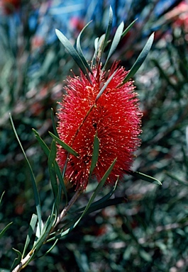 APII jpeg image of Callistemon phoeniceus  © contact APII