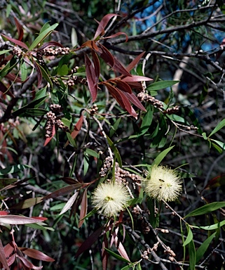 APII jpeg image of Callistemon salignus  © contact APII