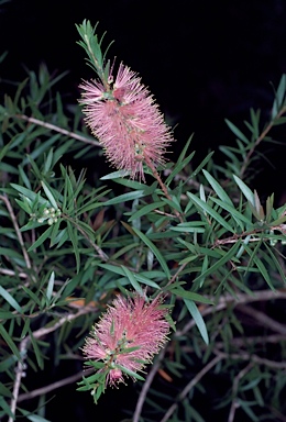 APII jpeg image of Callistemon salignus  © contact APII