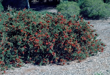 APII jpeg image of Callistemon subulatus  © contact APII