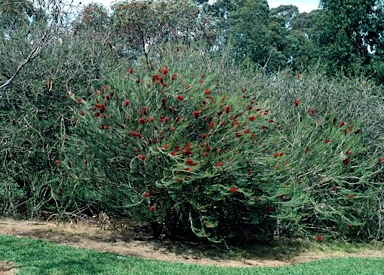 APII jpeg image of Callistemon teretifolius  © contact APII