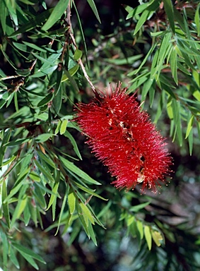 APII jpeg image of Callistemon viminalis 'Captain Cook'  © contact APII