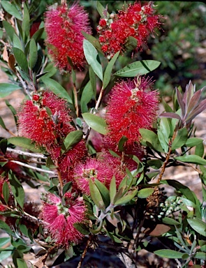 APII jpeg image of Callistemon citrinus 'Demesne Rowena'  © contact APII