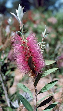 APII jpeg image of Callistemon 'Green Briar'  © contact APII