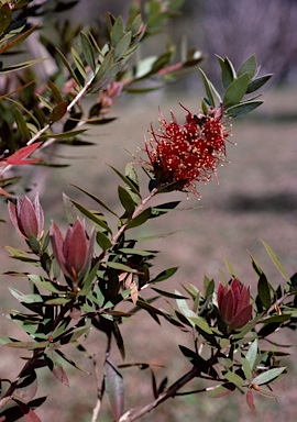 APII jpeg image of Callistemon 'Hichinbrook Island'  © contact APII