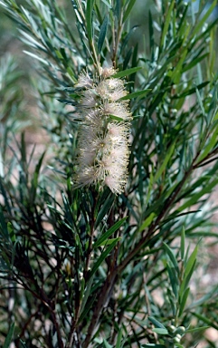 APII jpeg image of Callistemon 'Inverramsay'  © contact APII