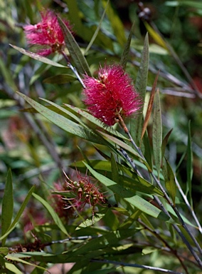 APII jpeg image of Callistemon 'Kotara Rose'  © contact APII