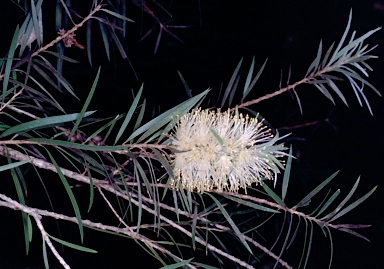 APII jpeg image of Callistemon 'Koreelah Creek'  © contact APII