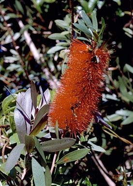 APII jpeg image of Callistemon 'Mr Foster'  © contact APII