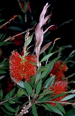 APII jpeg image of Callistemon polandii 'Peak Downs'  © contact APII