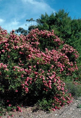 APII jpeg image of Callistemon polandii 'Peak Downs'  © contact APII