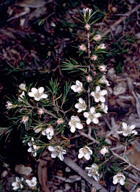 APII jpeg image of Leptospermum arachnoides  © contact APII