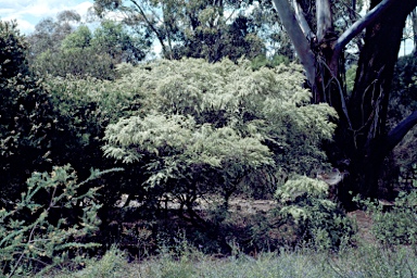 APII jpeg image of Leptospermum polygalifolium subsp. polygalifolium  © contact APII