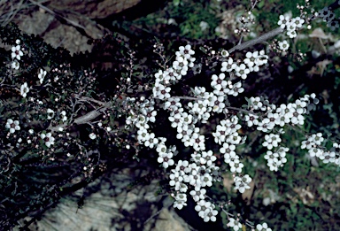 APII jpeg image of Leptospermum jingera  © contact APII