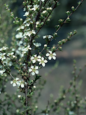 APII jpeg image of Leptospermum divaricatum  © contact APII