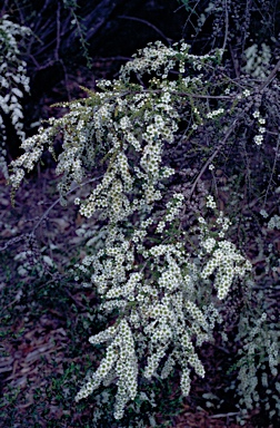 APII jpeg image of Leptospermum minutifolium  © contact APII